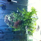 Meine Aquarien