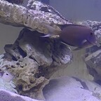 Kann mir wer sagen was das für ein Borstenzahn Doktorfisch ist?