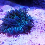 Fungie_1_2015-04-04 - Kopie