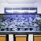 Mein Umstieg zur Meerwasseraquaristik