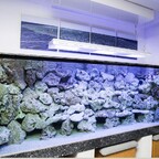 Mein Umstieg zur Meerwasseraquaristik
