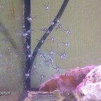 Foto_2 - 13.5