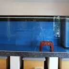 Mein Umstieg zur Meerwasseraquaristik