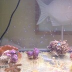 Foto_5