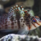 c.falco