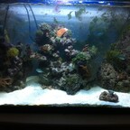 Meine Aquarien