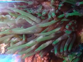 Cribrinopsis crassa