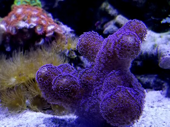 Purple Stylophora