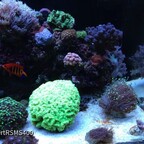 Red Sea max s 400