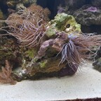 Anemone