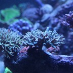 korallen