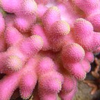 Stylophora Farbrausch