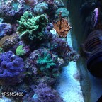 Red Sea max s 400