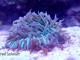 Fungie_2_2015-04-04 - Kopie