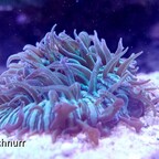 Fungie_2_2015-04-04 - Kopie